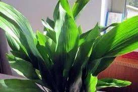 在新加坡哪裏買綠植最合適？走起來