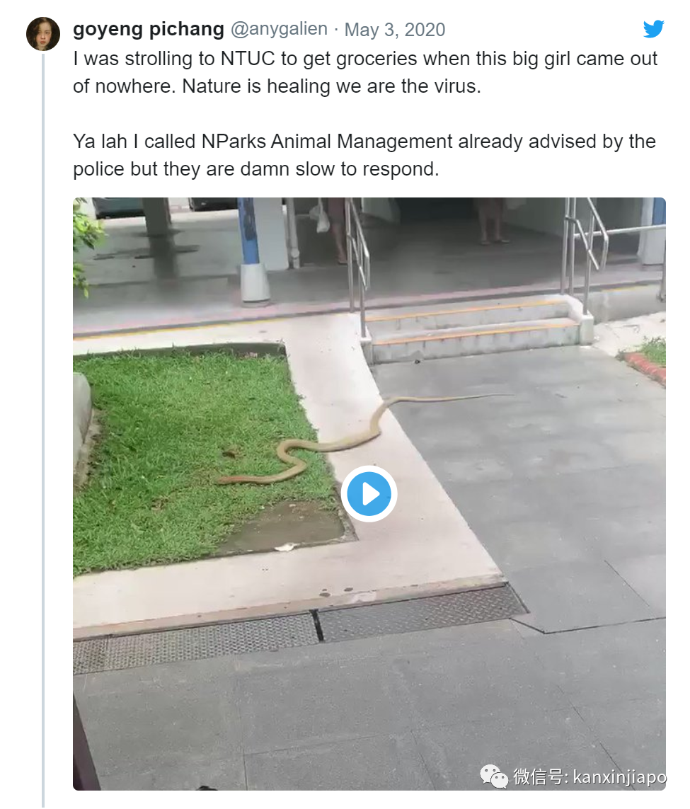 疫情当下,剧毒眼镜王蛇居民区游走溜达