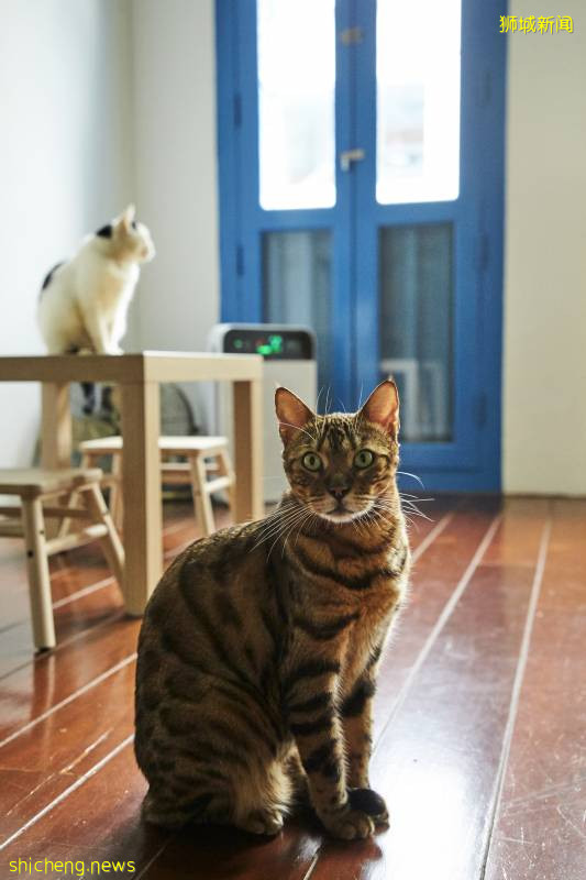 新加坡一家猫旅舍转型成为暖心猫咖!22只可爱小猫等你来RUA
