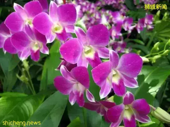 新加坡開運年花,你知道幾個