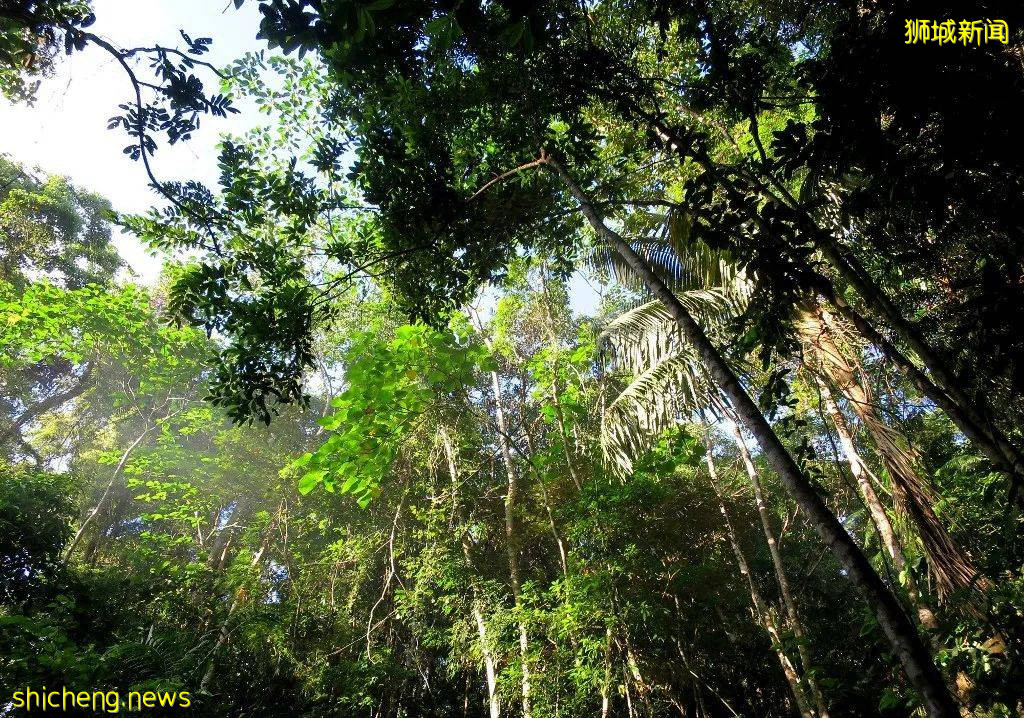 校园里有野猪的原因找到了?NTU 科学家这样说