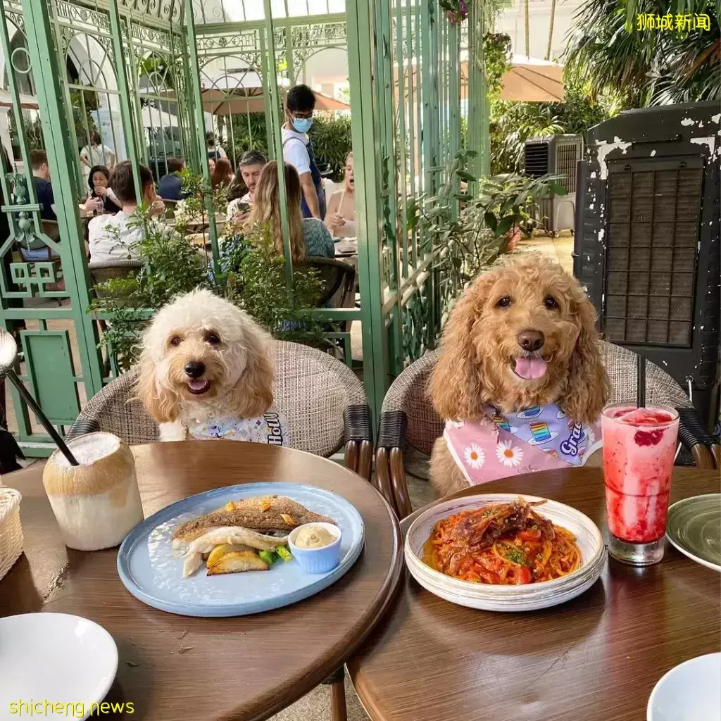 吃喝撸狗兩不誤!新加坡15家寵物友好咖啡廳 · 快上小可愛一起去體驗吧