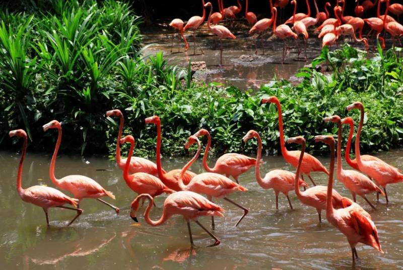 【新加坡景點指南】新加坡15個好玩兒的最受歡迎的景區景點,獨具特色