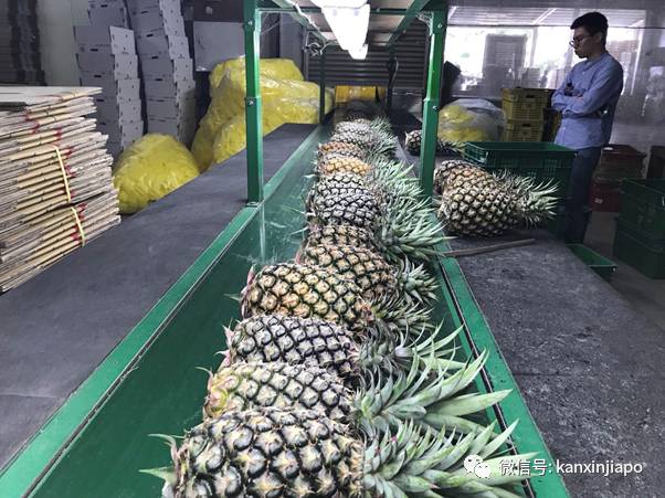 46000吨台湾凤梨被中国大陆拒之门外!其中25吨下周运抵新加坡