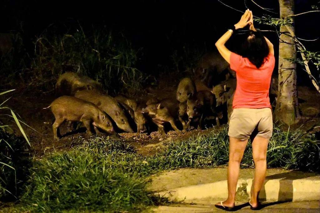 最近，两人深夜在新加坡遭野猪袭击，被咬著拖行一米，鲜血淋漓！这个地区要小心