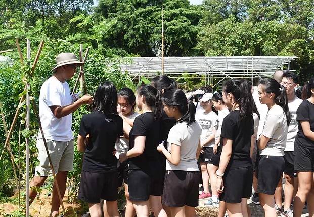 種水稻，摘蘑菇，新鮮蘆荟飲品！藏在新加坡的7大蔬菜農場我找到啦