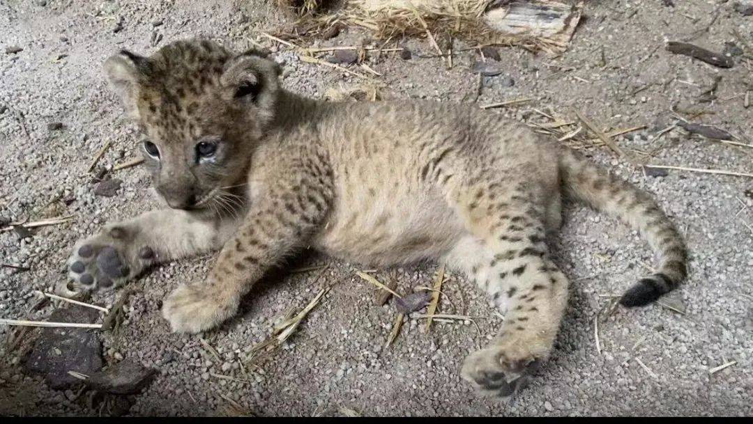 激萌！“獅子王”出生在新加坡動物園！網友：好想擁有一只