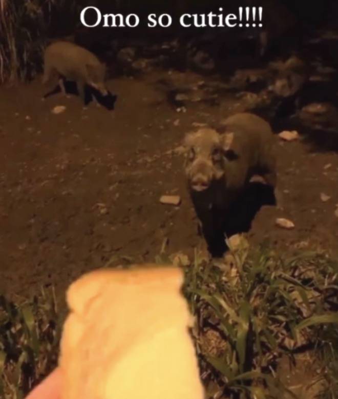 四人在新加坡餵野豬犯法,共被罰1萬新幣!這些罰款規定太多人踩雷