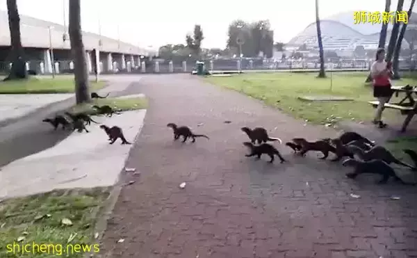 興奮跟拍30只水獺 晨運男慘遭追咬