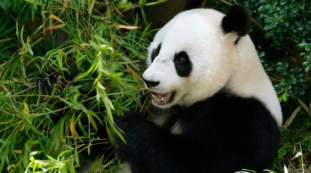 英国计划把大熊猫退回中国，养不起了~“看新加坡的熊猫多好命！”