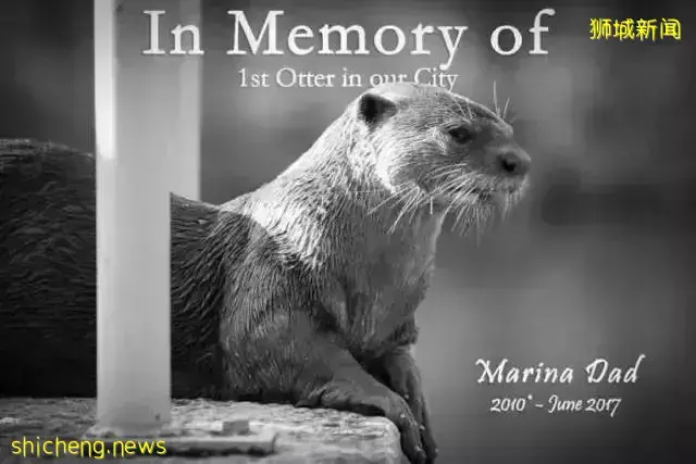 在新加坡，你見過熱戀中的水獺嗎