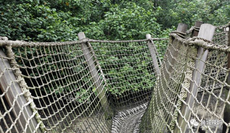500种热带动植物免费看!超大蜥蜴、候鸟、鳄鱼,新加坡这地儿你肯定没来过