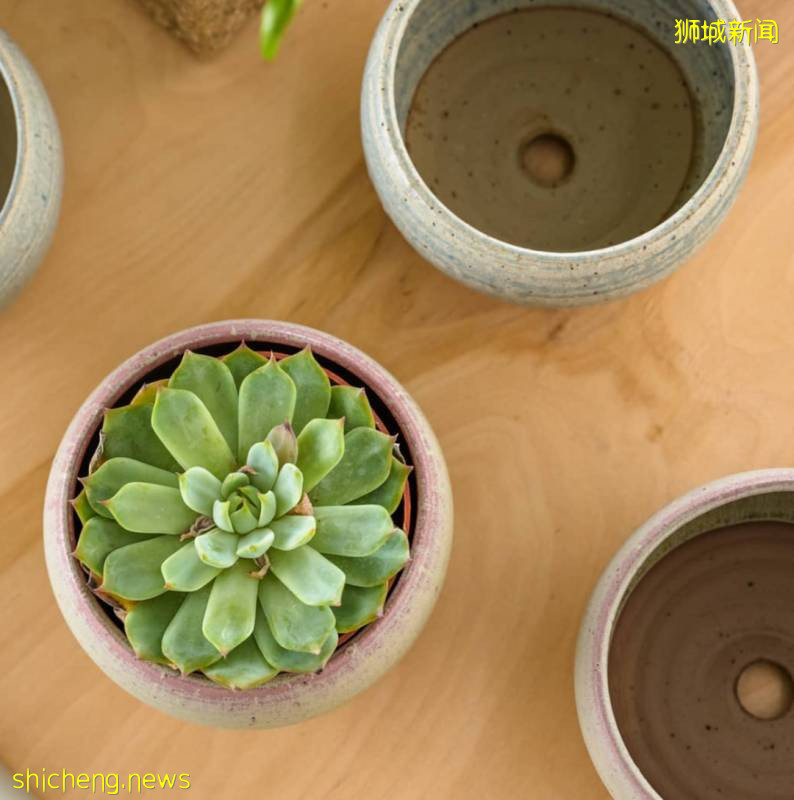 除了超市，原來新加坡還能在這些地方買到鮮花