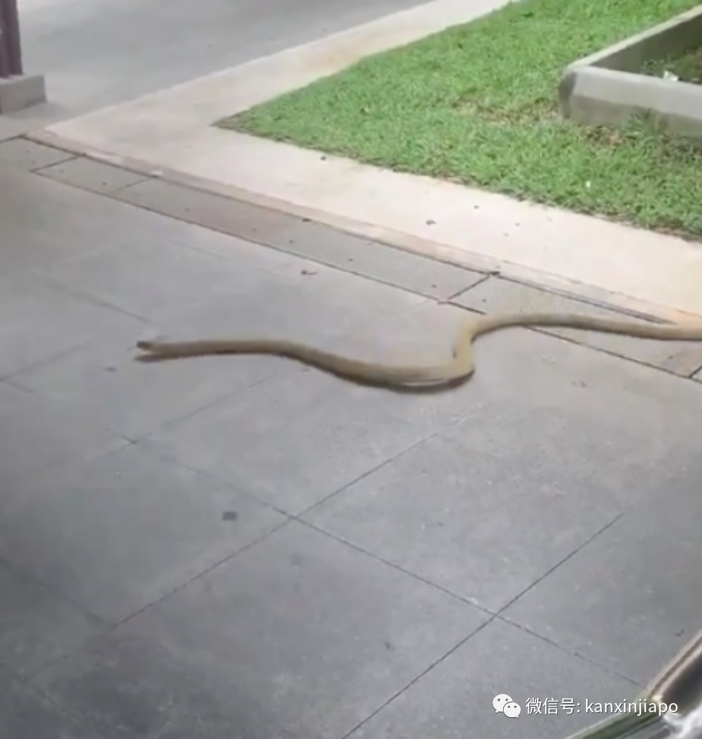 疫情当下,剧毒眼镜王蛇居民区游走溜达