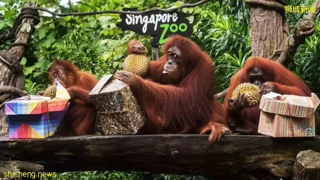 小坡島種草機!春遊野餐正當時,讓大自然治愈你
