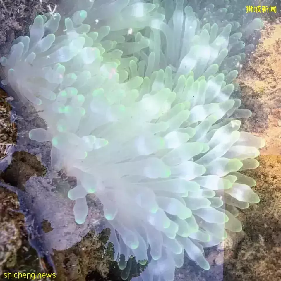 夏日必備 新加坡周邊的海島特輯