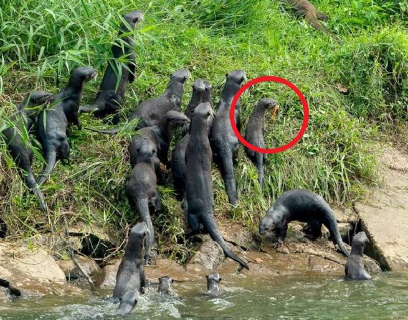 新加坡水獭群组团围观大蜥蜴打架!这么八卦的水獭绝对是百分之百新加坡土生土长啊