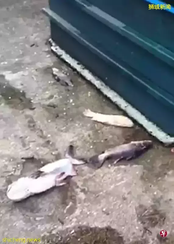 水獭大闹四私宅 咬死50条锦鲤