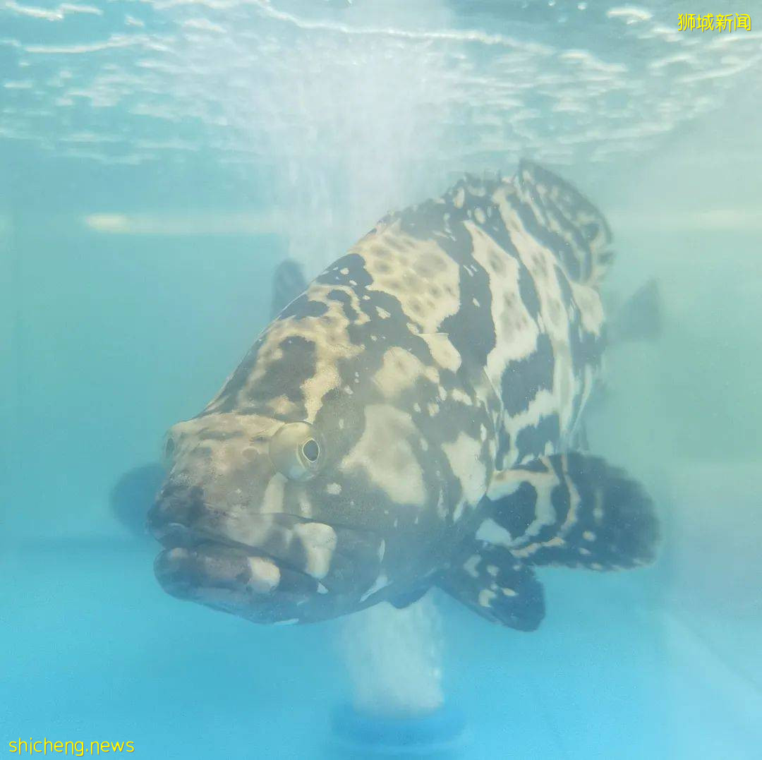 新加坡再次解封後，這家中國超市火了！80多種海鮮$2起！小龍蝦辣條包點東北大米扛回家