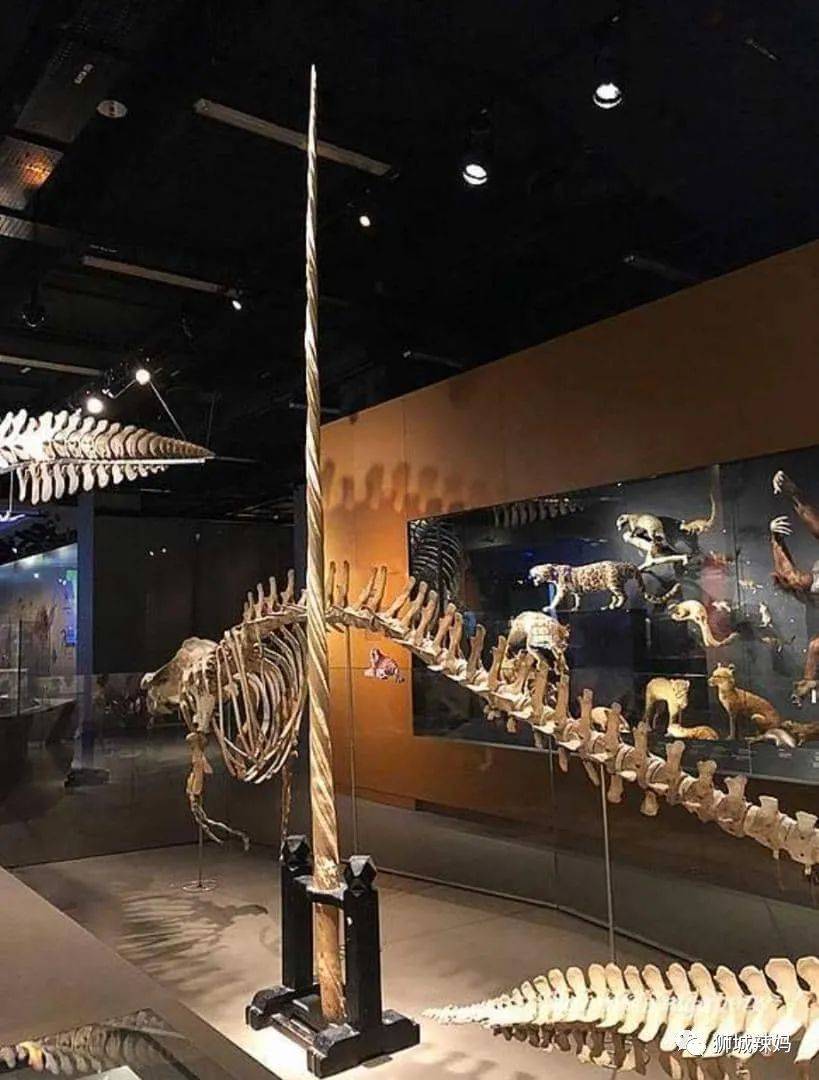 恐龍化石、抹香鯨骨架、初代巨星阿明……100W＋動植物標本竟然藏在新加坡這個地方