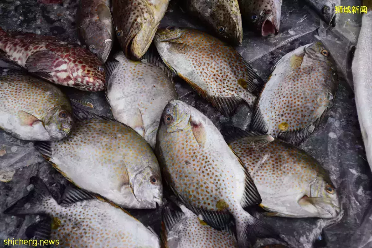 魚商: “發財魚”白肚魚大年初二仍熱賣 價格開始回落