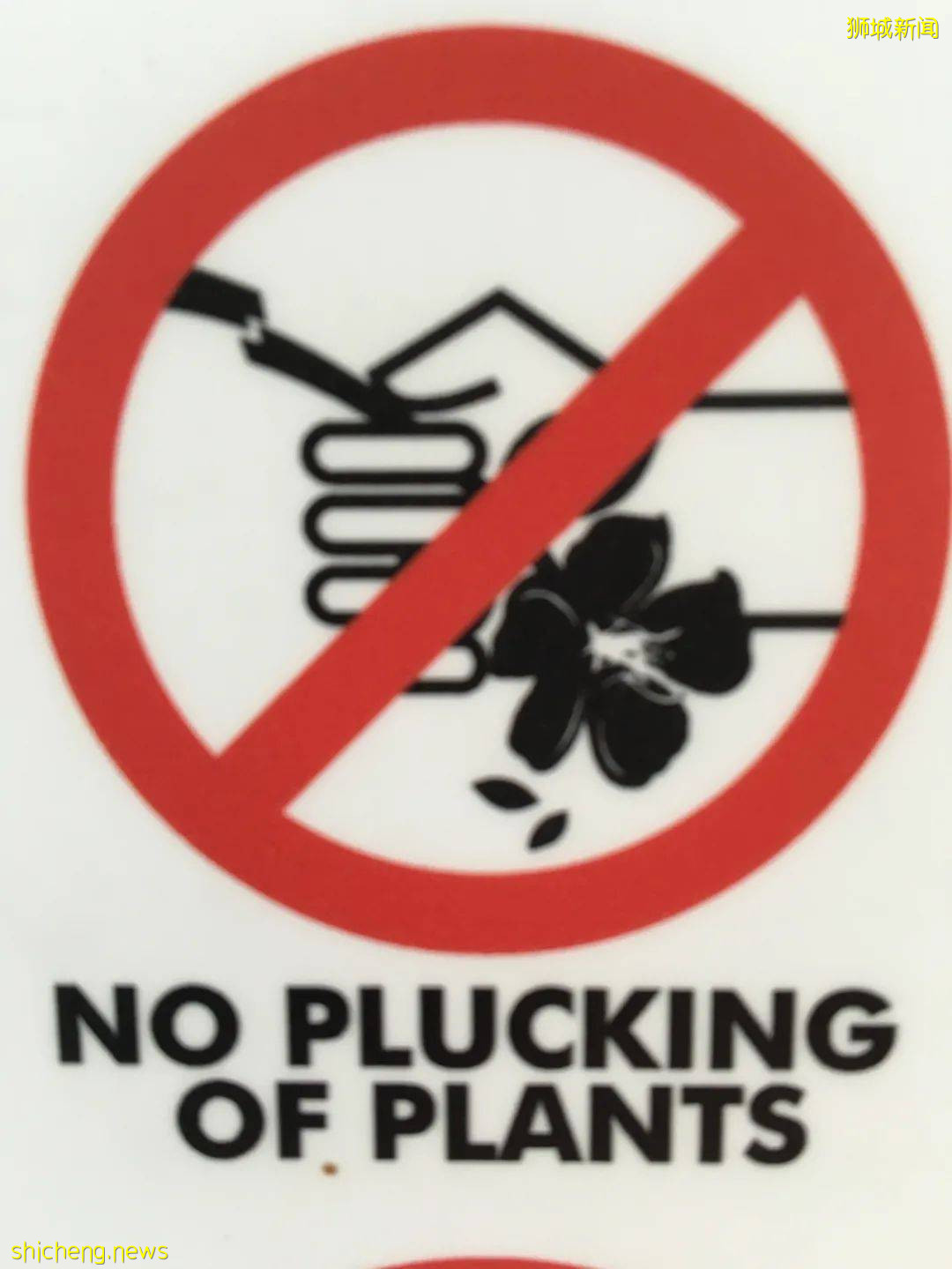 新加坡这个公园内20棵榴梿树大丰收!一群人等著捡,最高罚5万