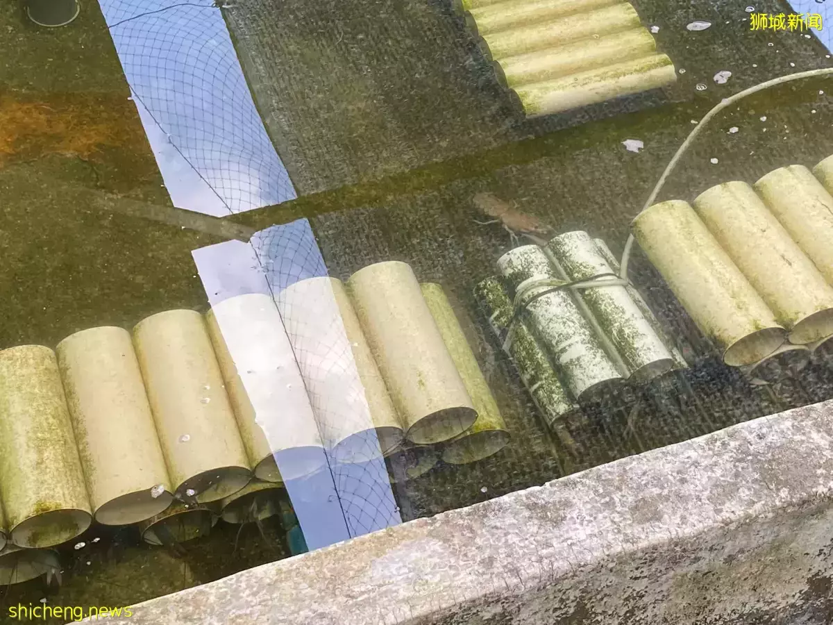 餐饮趋势见机遇 五金行老板开设本地最大小龙虾养殖场