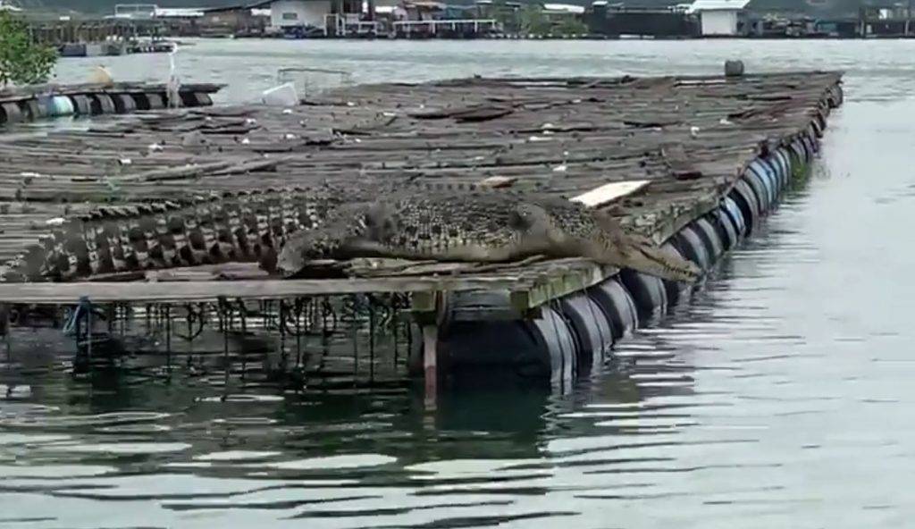 Lim Chu Kang码头出现巨大鳄鱼,巨大身形引人注目