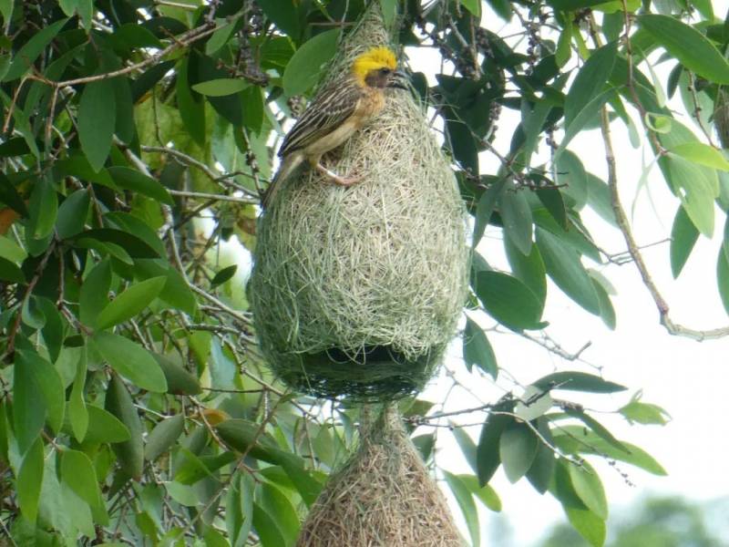 黄胸织雀筑巢：双溪布洛湿地保护区