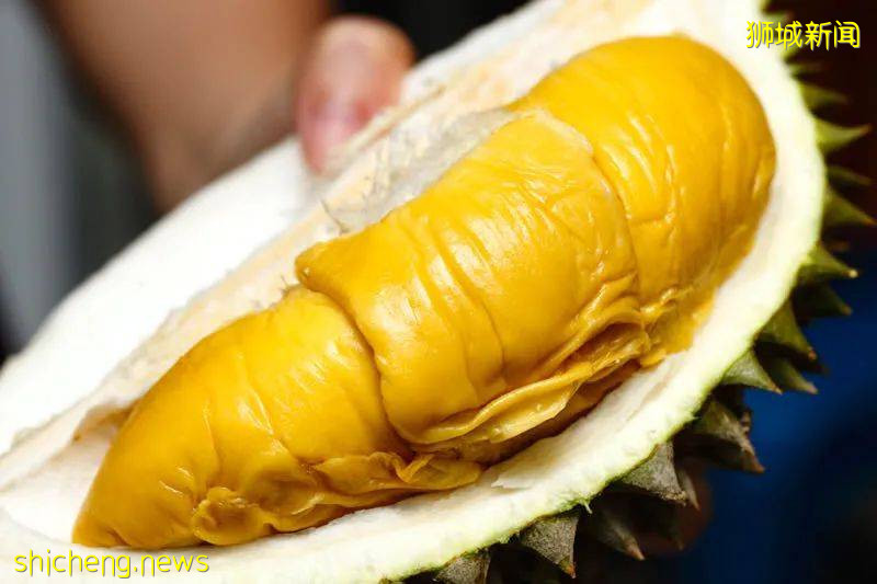 榴梿季到!泰國和馬來西亞的榴梿誰家的最好吃