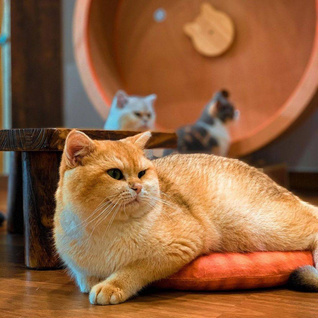 撸貓聖地🐈貓咪體驗館The Cat Place🐱現場沉浸吸貓,鏟屎官們必報到✨