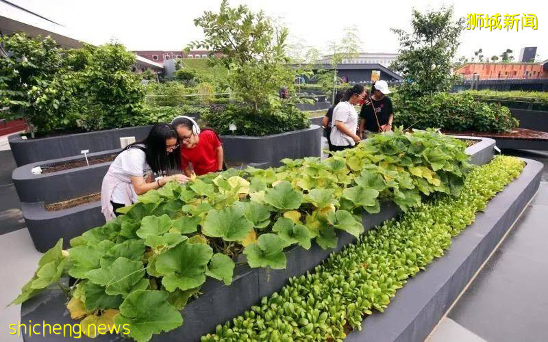 遠嫁新加坡，我該如何給父母養老