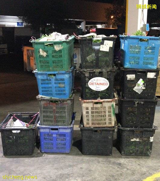 从大马非法进口蔬菜 新国蔬果贸易商被罚