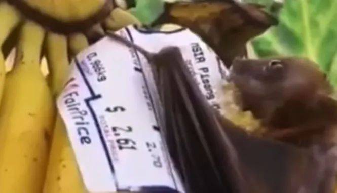 大家以后买水果得多多注意了！新加坡平价超市香蕉上惊现蝙蝠