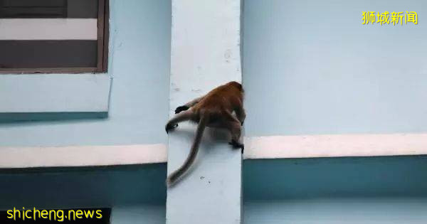 解封後，新加坡有“一對情侶”在馬路上沒戴口罩，公然擁抱!