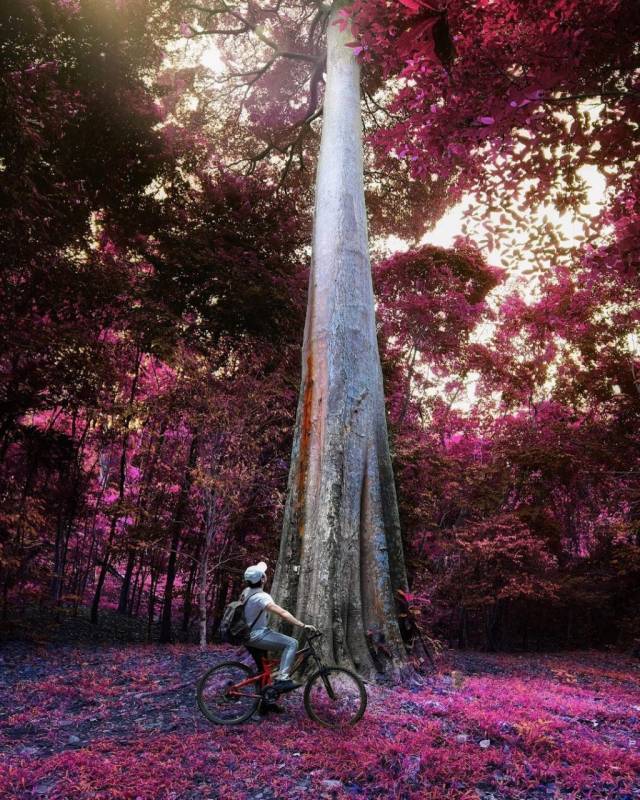 新加坡多元化自然生態!Chek Jawa Wetlands 島上濕地公園🏝 徒步探索、沿海浮橋邂逅美景