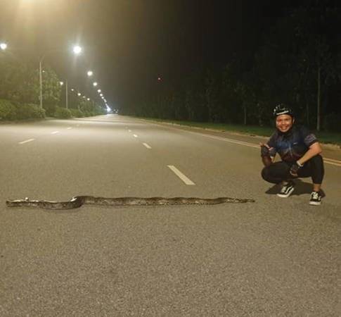 居民为猫打伞挡雨 骑士指引蟒蛇避车碾死