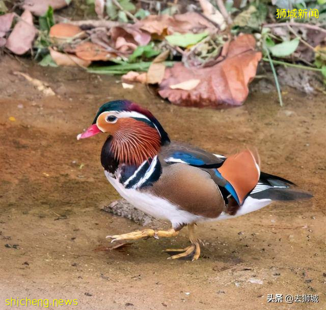 轰动新加坡的中国鸳鸯再遭“通缉”，“冷漠”的当地人齐心护鸟