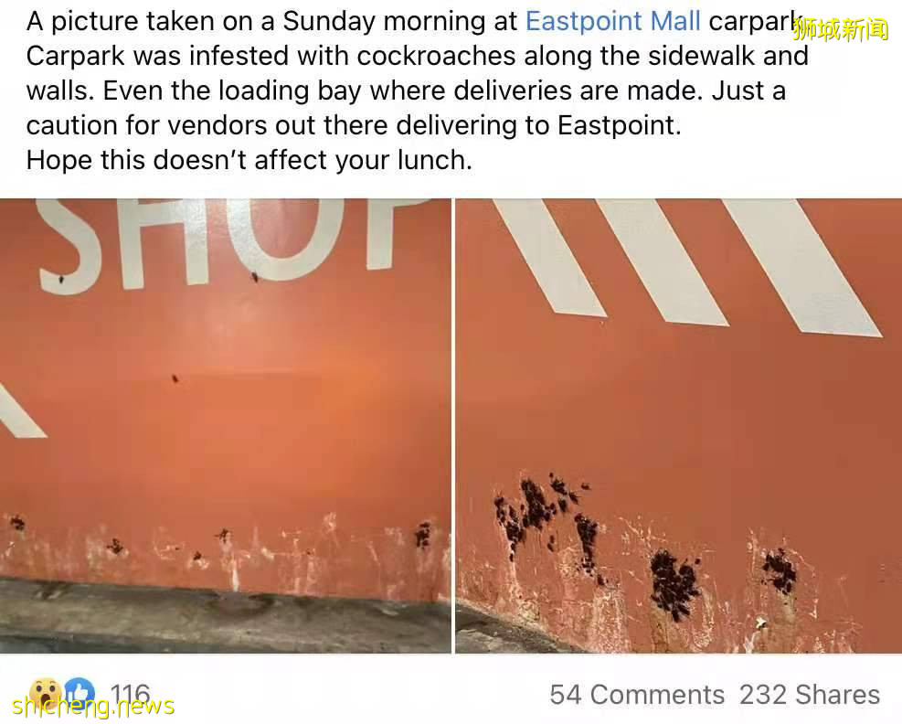 密集恐懼症慎入！商場停車場蟑螂黑乎乎爬滿牆，就問你怕不怕