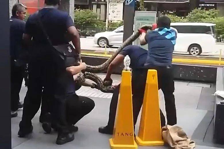 突發！這個海灘驚現一群巨型椰子蟹，還搶燒烤吃！新加坡也被鳄魚、蜥蜴、蟒蛇、水獺、猴子、野豬、野雞嚇到過