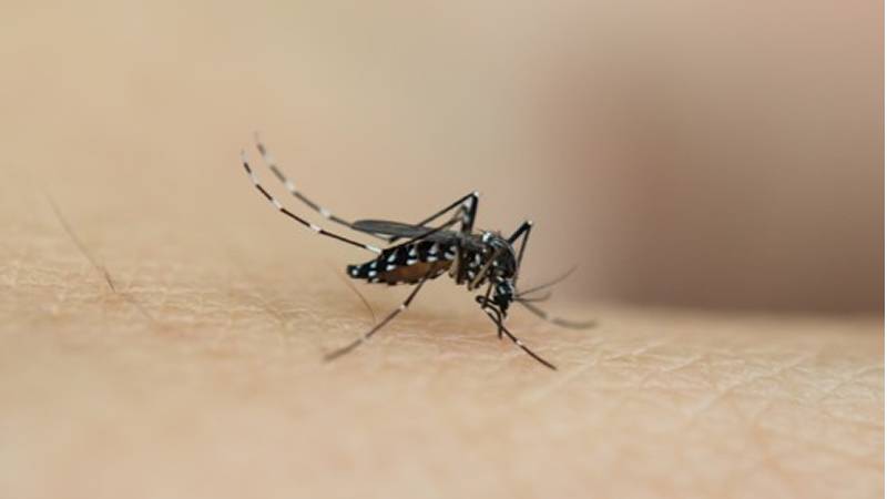 國家環境局:本地伊蚊數量已經連續7周增加