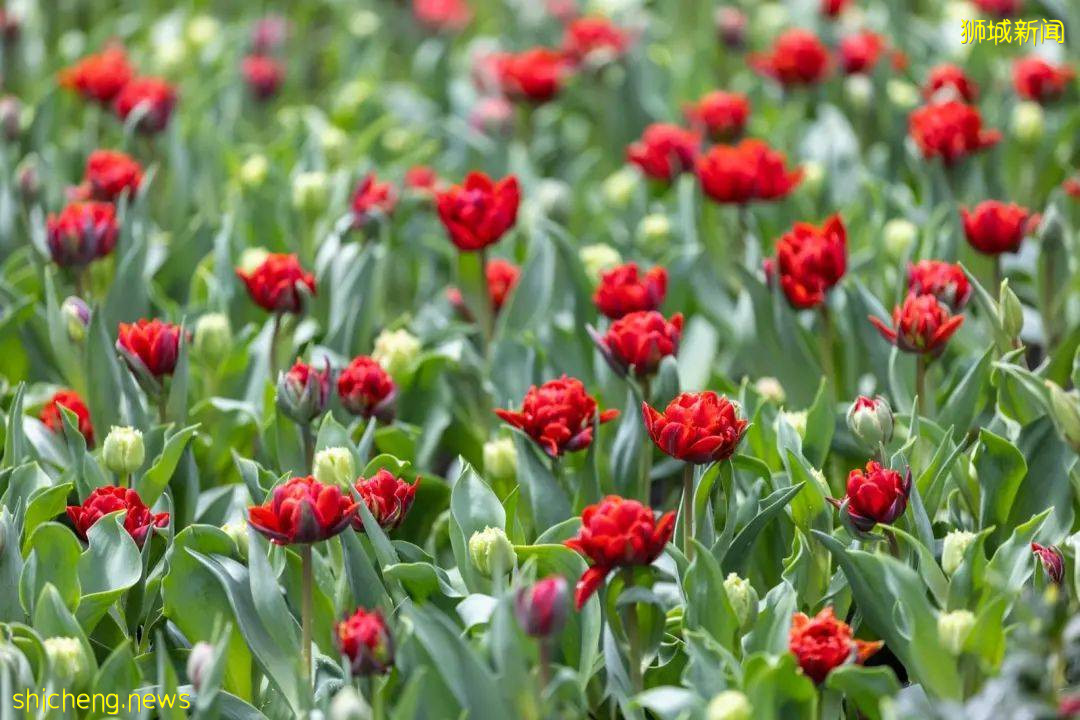 新加坡滨海湾花园郁金香花展绚丽登场!带你穿越到哈萨克!去游牧,去流浪