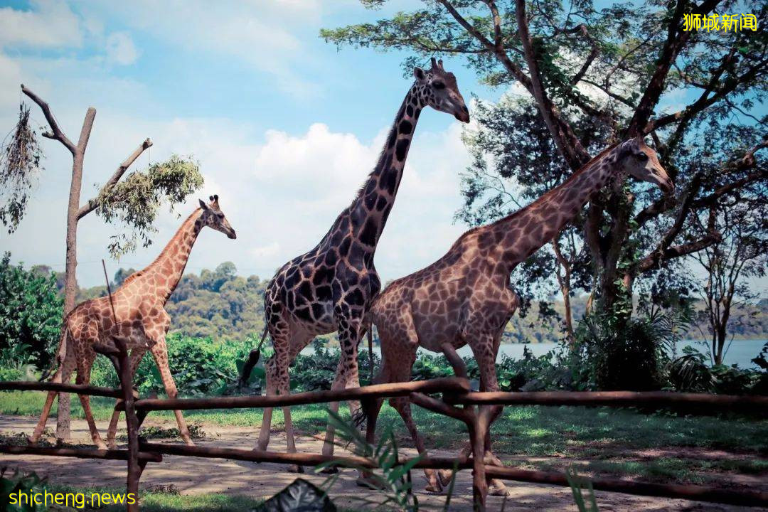 云游 总有一个理由打卡新加坡