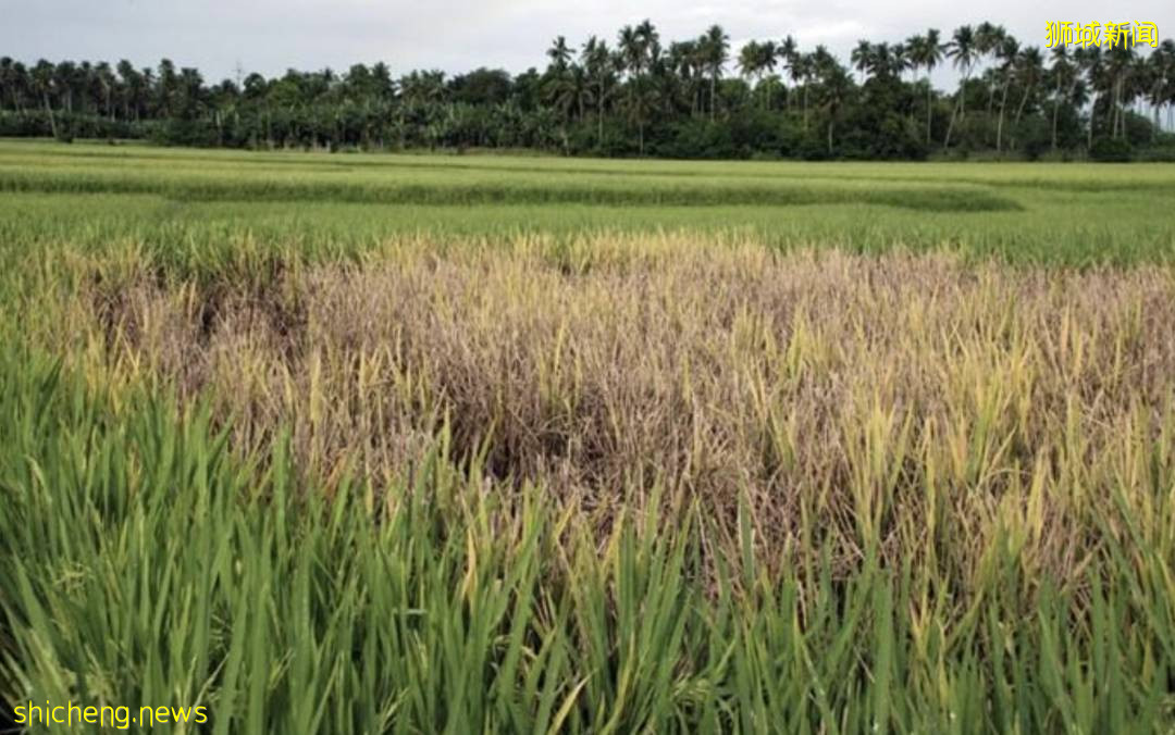 NTU 科学家揭示了“作物杀手”细菌对植物的感染方式