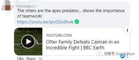 太猖狂！新加坡水獭竟敢“调戏”鳄鱼，这下尴尬了