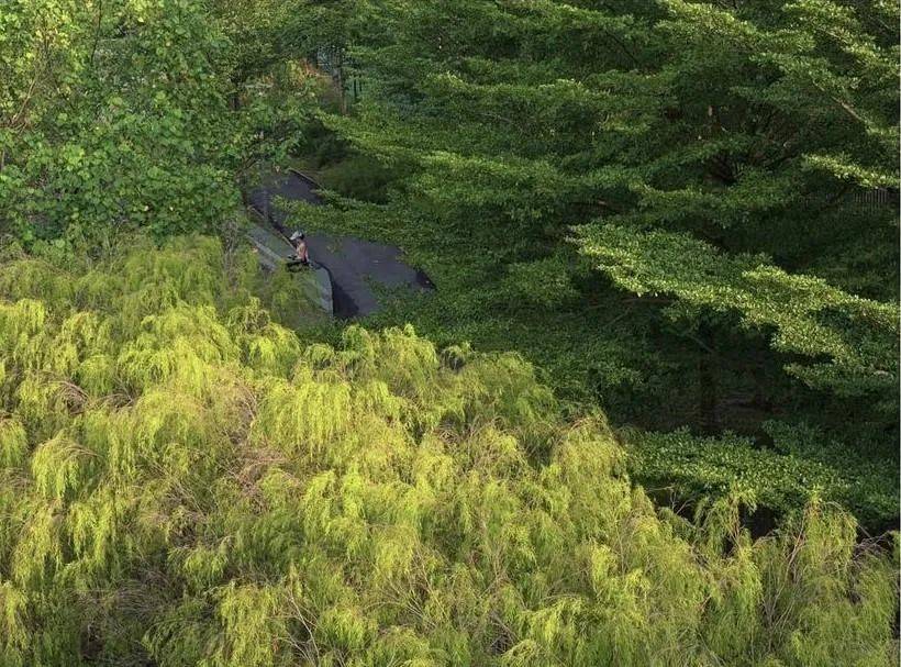 新加坡網民眼中全島最美的打卡樹哪裏找？一起來看看