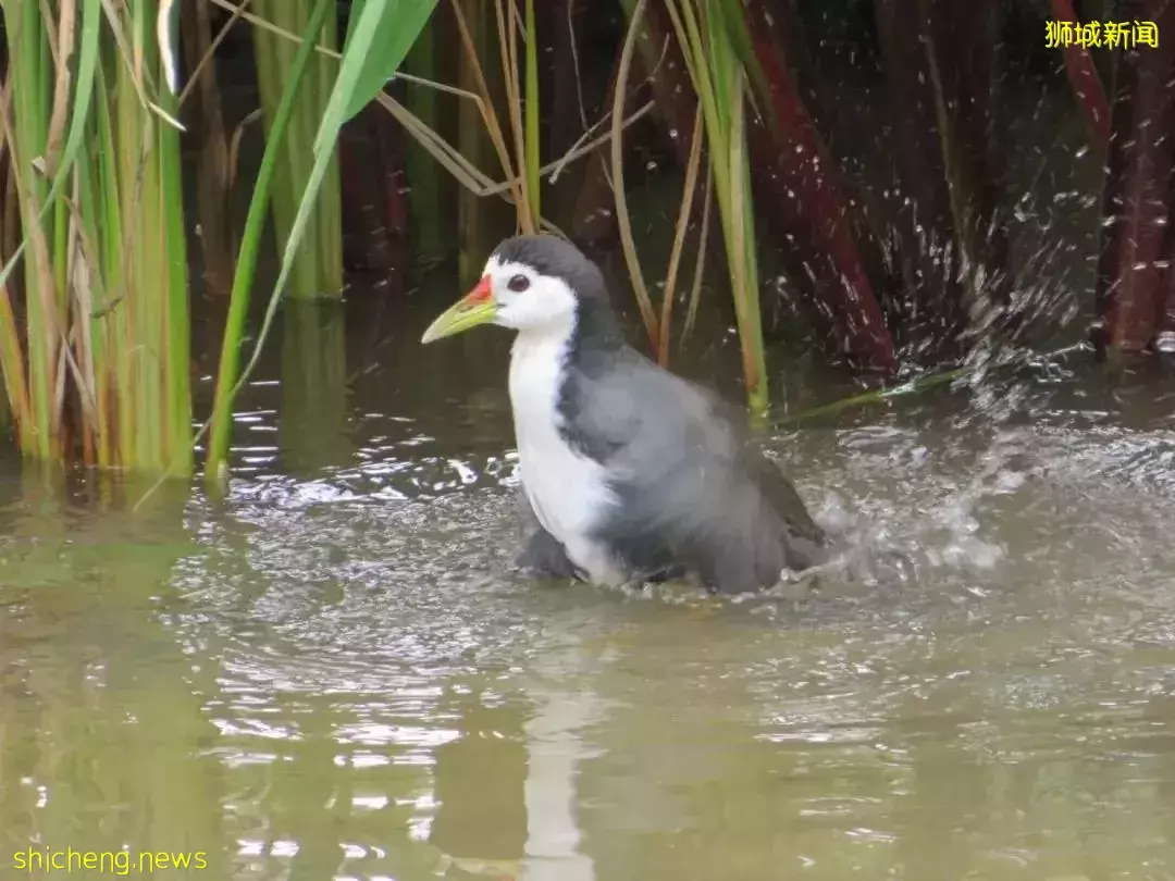 超级奶爸!带着2岁女儿骑行17小时166公里,环游新加坡