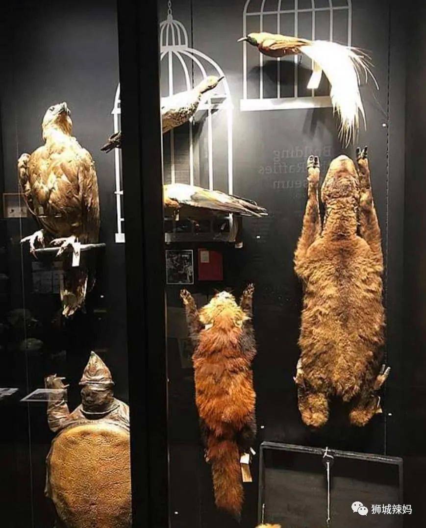 恐龍化石、抹香鯨骨架、初代巨星阿明……100W+動植物標本竟然藏在新加坡這個地方