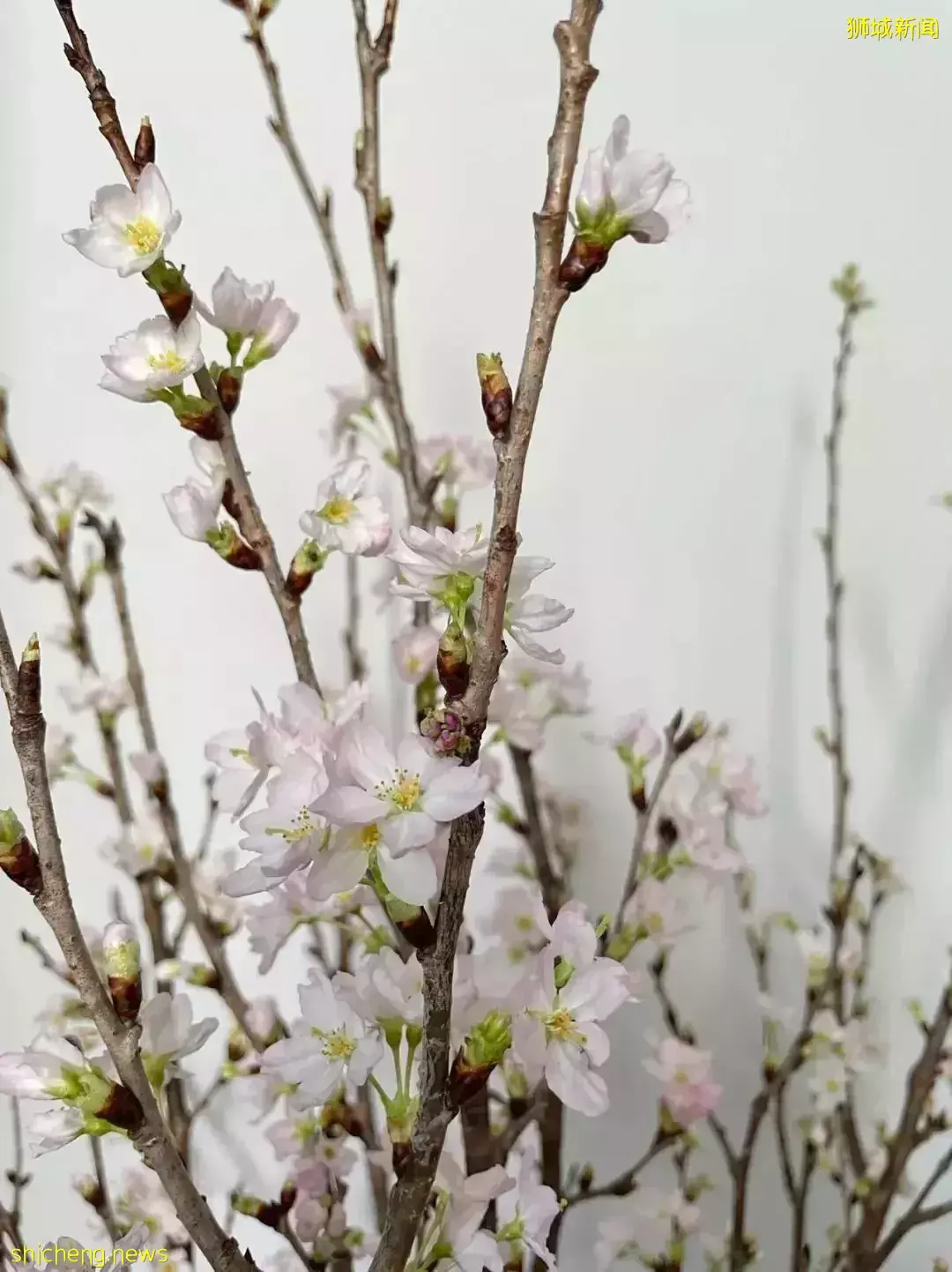鮮花在熱帶也能養1個月？資深花友新加坡買花、養護大揭秘