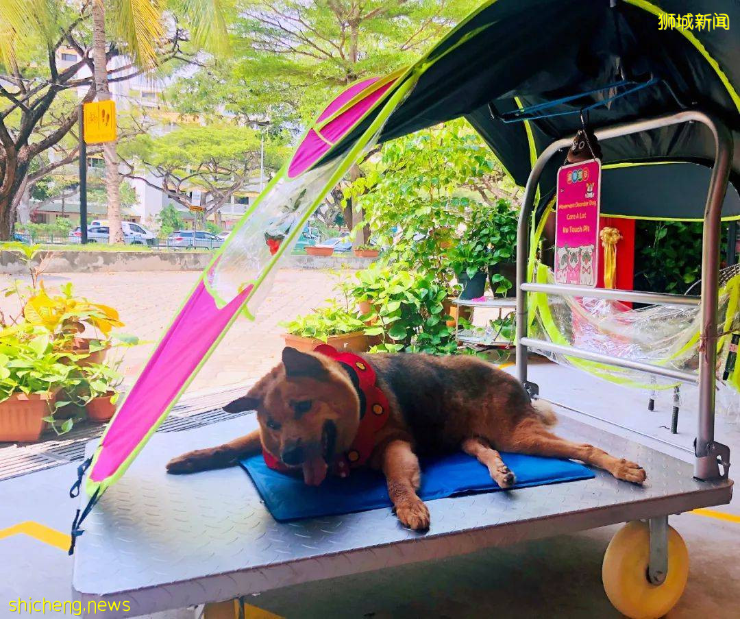 “我最亲爱的四喜走了,带走了我在新加坡16年的青春和回忆...”